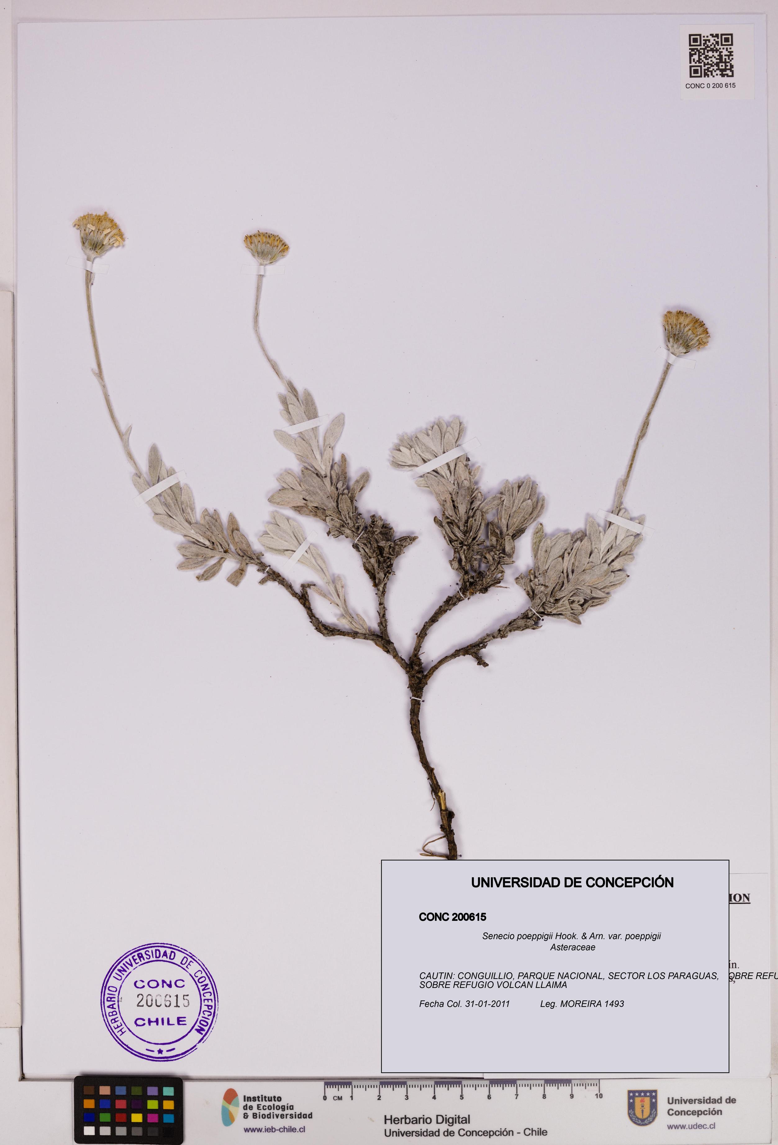 Senecio poeppigii var. poeppigii [Espécimen: ]