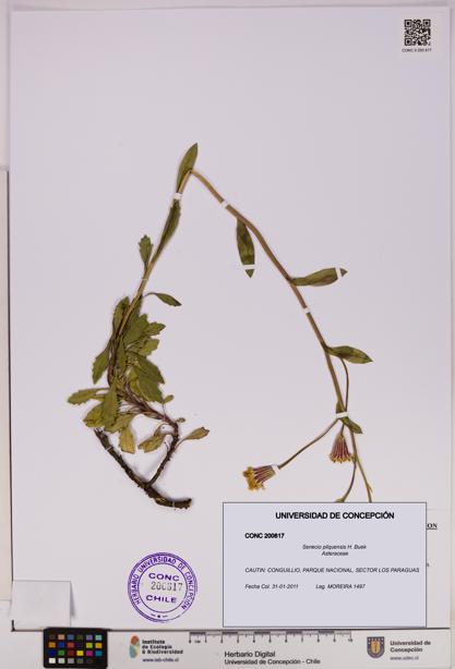 Senecio pilquensis [Espécimen: UDEC:CONC:0200617]