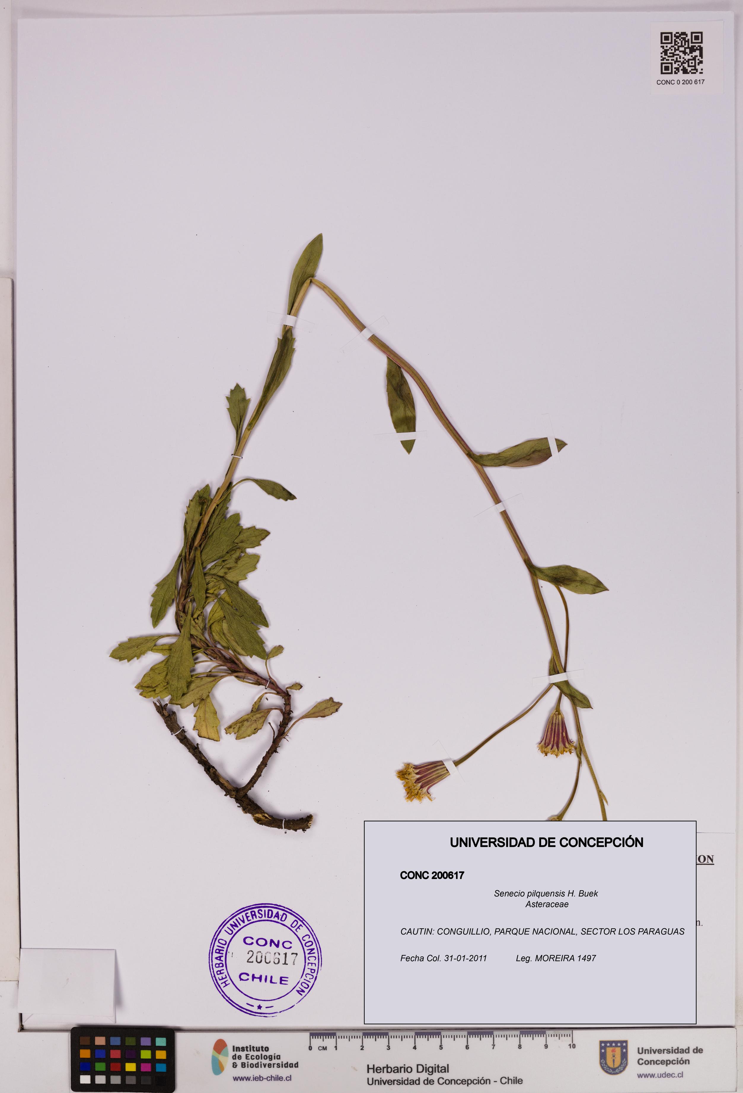 Senecio pilquensis [Espécimen: UDEC:CONC:0200617]