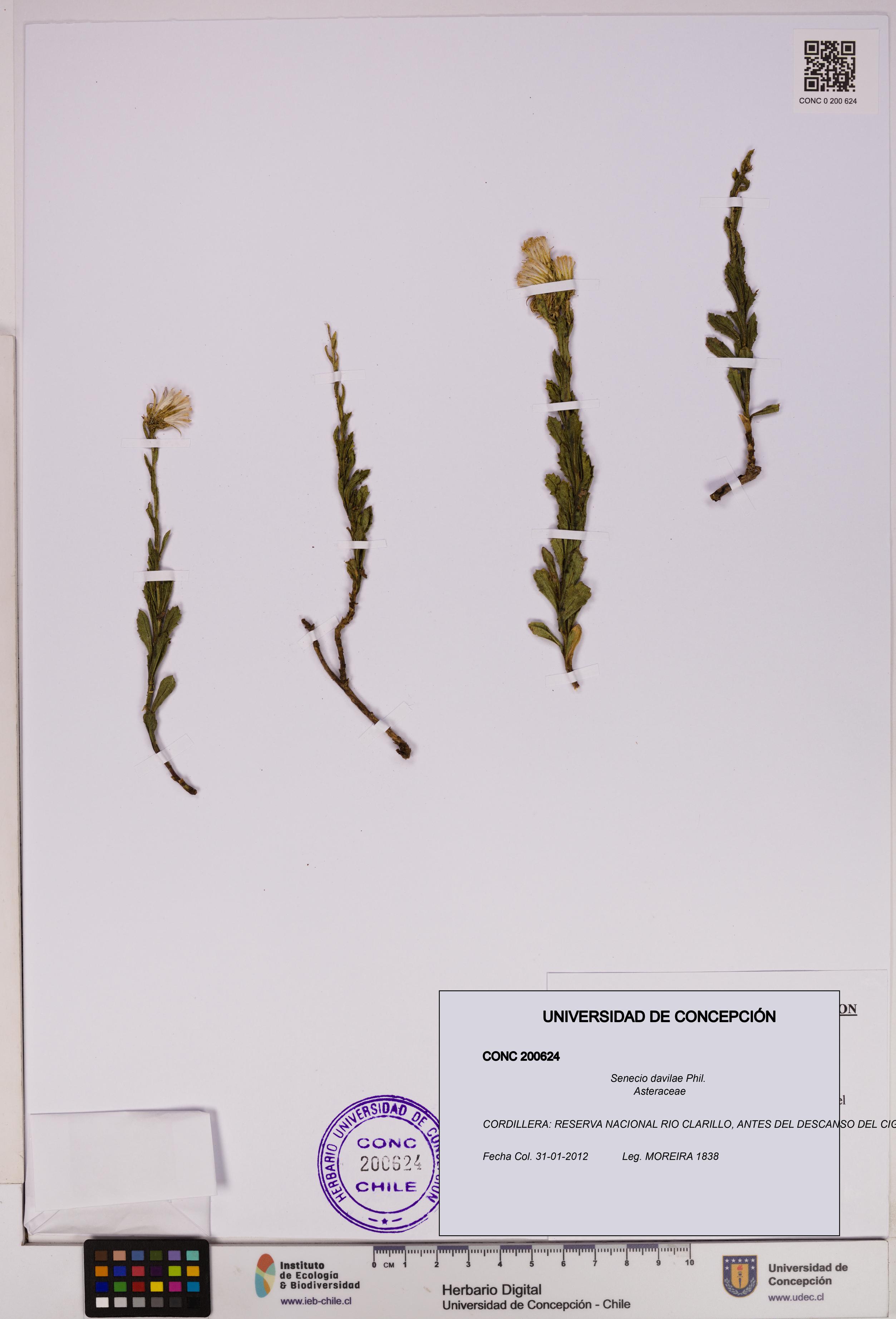 Senecio davilae [Espécimen: UDEC:CONC:0200624]