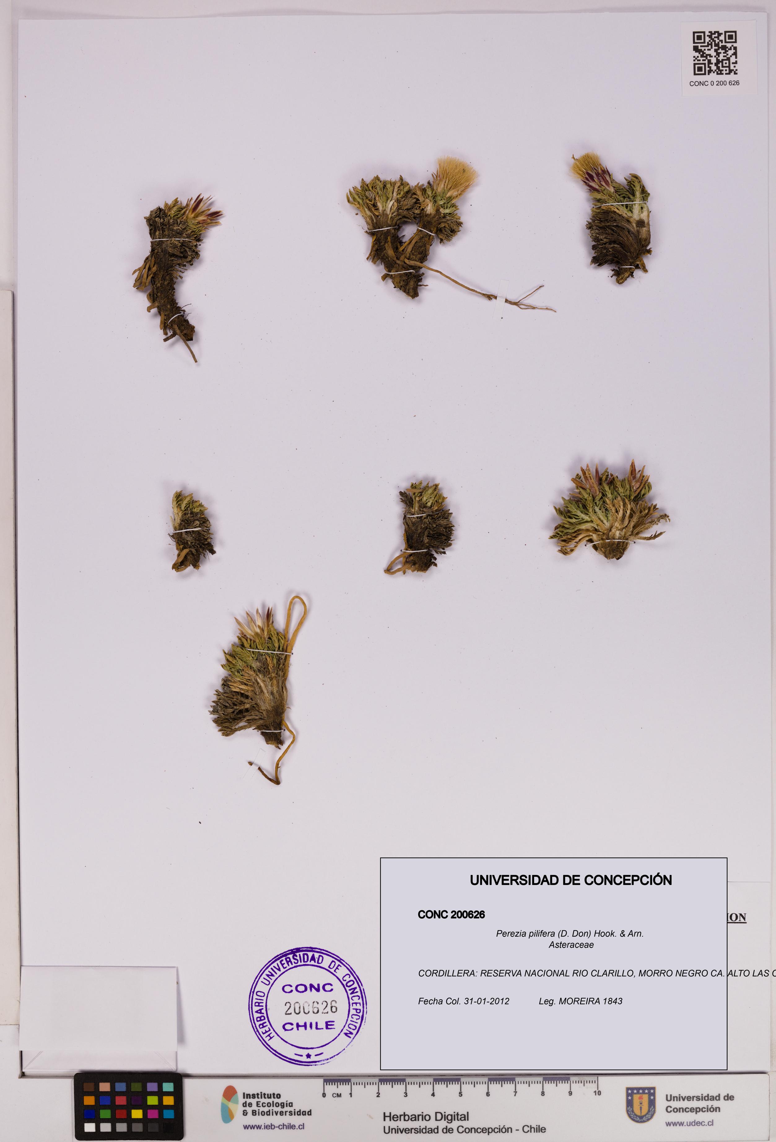 Perezia pilifera [Espécimen: UDEC:CONC:0200626]