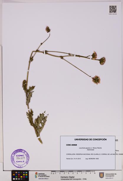 Leucheria gayana [Espécimen: UDEC:CONC:0200628]