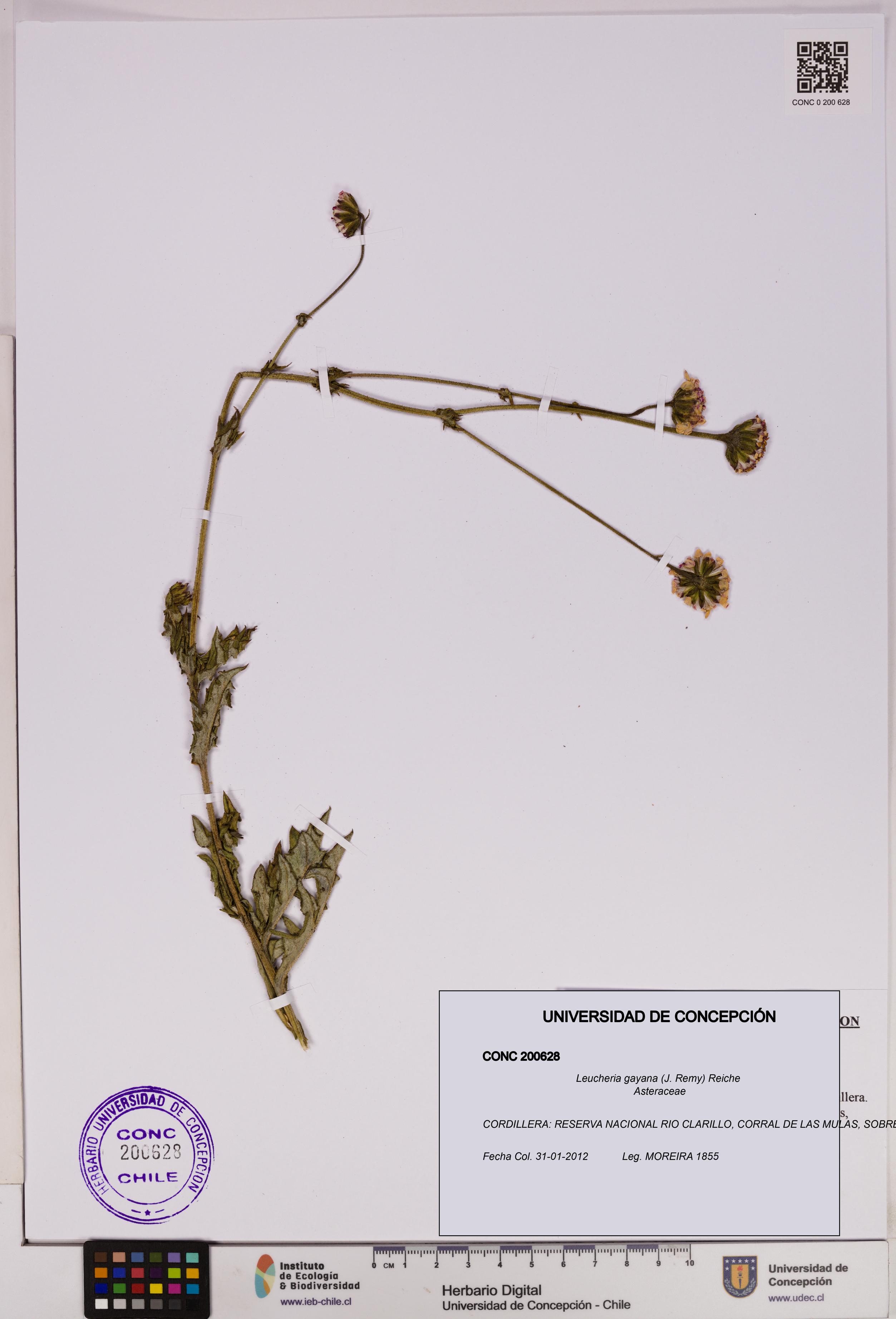 Leucheria gayana [Espécimen: UDEC:CONC:0200628]