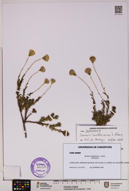 Senecio bustillosianus [Espécimen: UDEC:CONC:0200629]