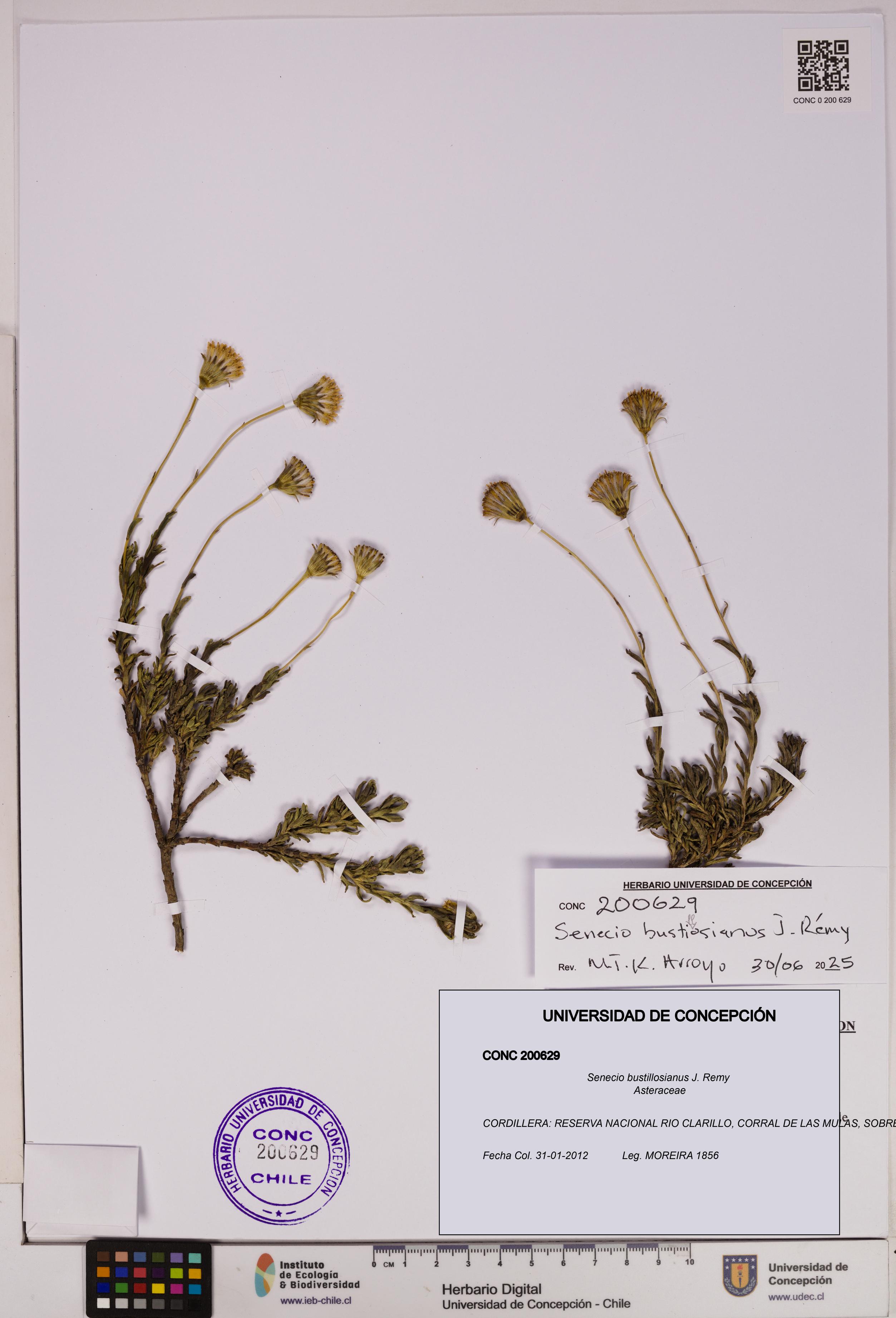 Senecio bustillosianus [Espécimen: UDEC:CONC:0200629]
