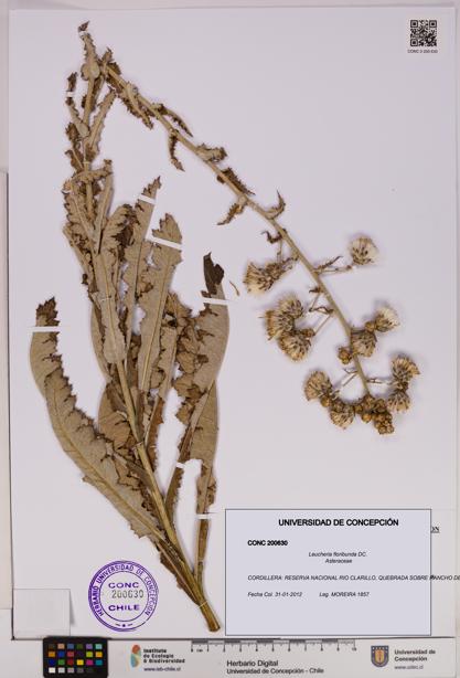 Leucheria floribunda [Espécimen: UDEC:CONC:0200630]