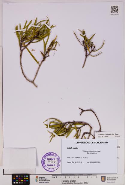 Cuscuta chilensis [Espécimen: UDEC:CONC:0200634]