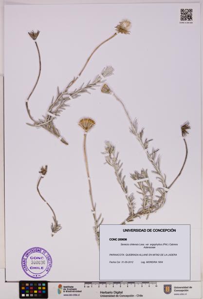 Senecio chilensis var. argophyllus [Espécimen: UDEC:CONC:0200636]