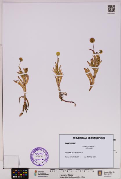 Cotula coronopifolia [Espécimen: UDEC:CONC:0200637]