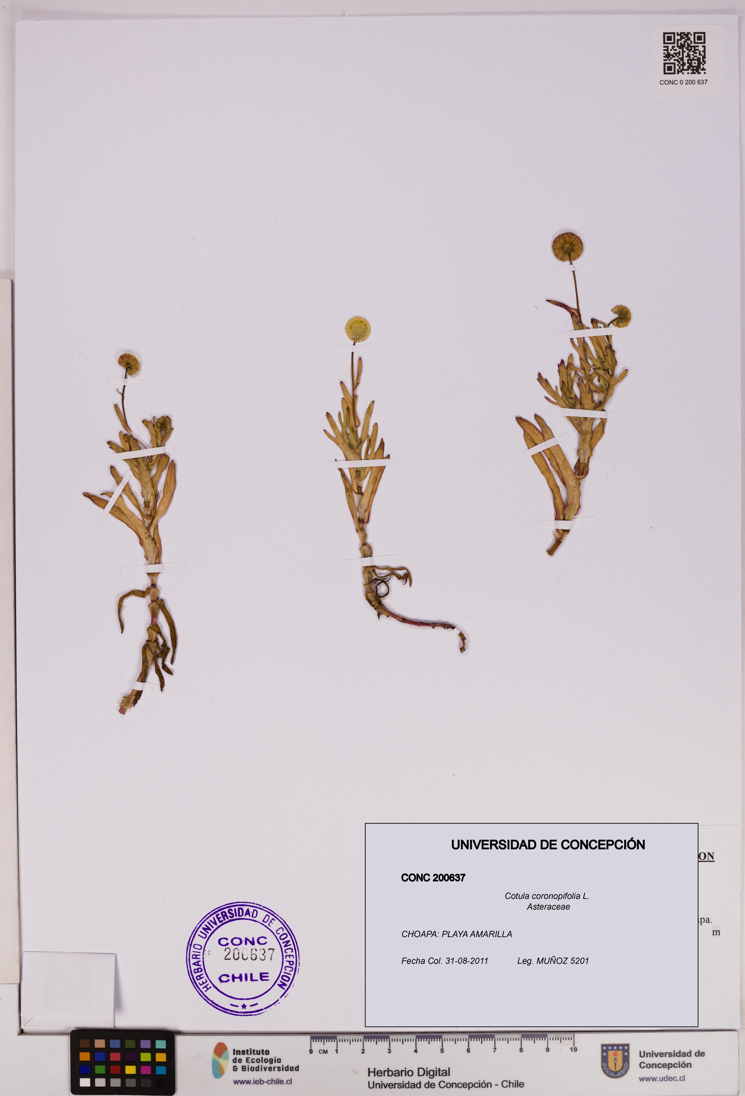 Cotula coronopifolia [Espécimen: UDEC:CONC:0200637]