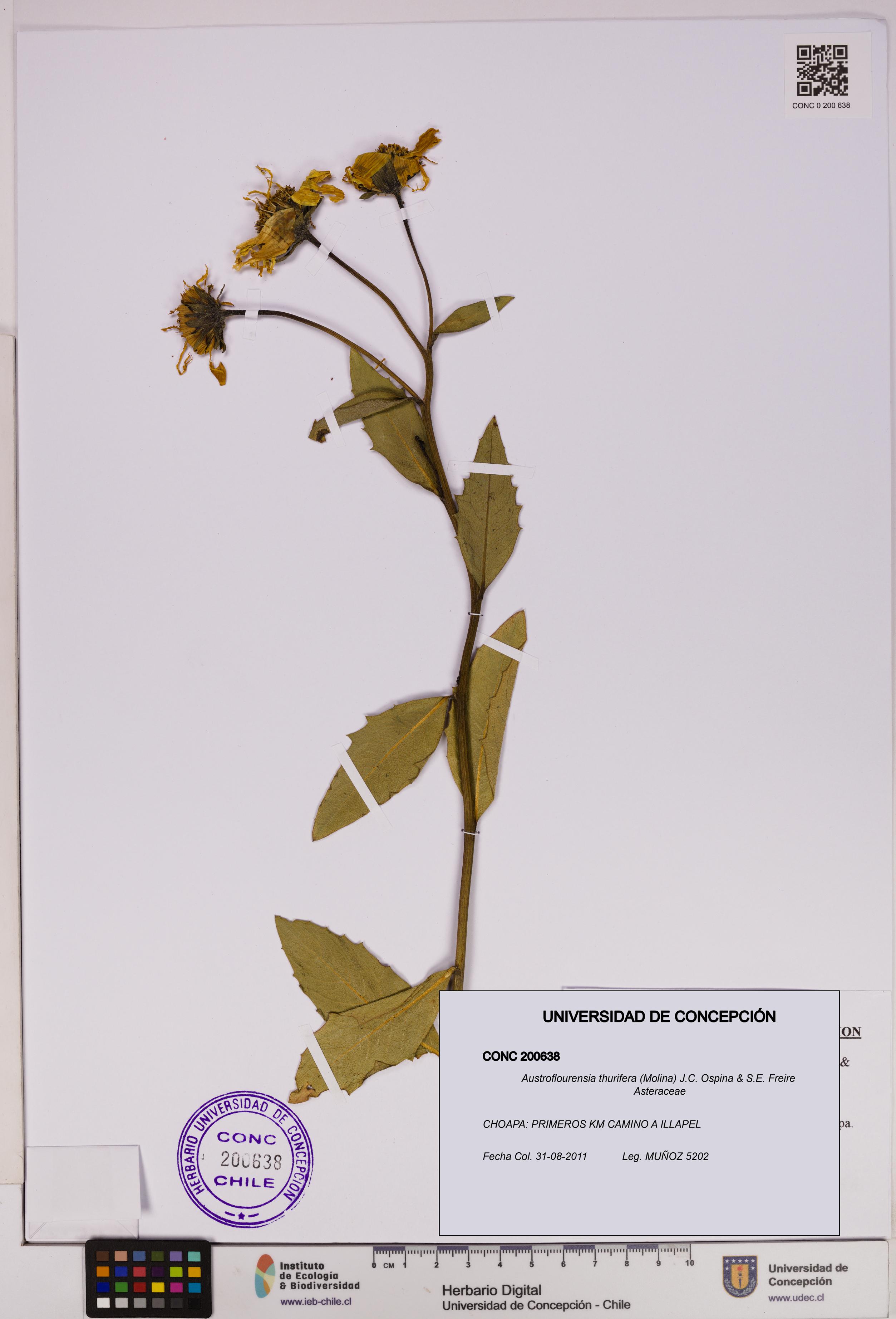 Austroflourensia thurifera [Espécimen: UDEC:CONC:0200638]