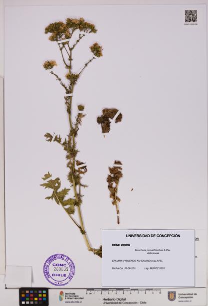 Moscharia pinnatifida [Espécimen: UDEC:CONC:0200639]