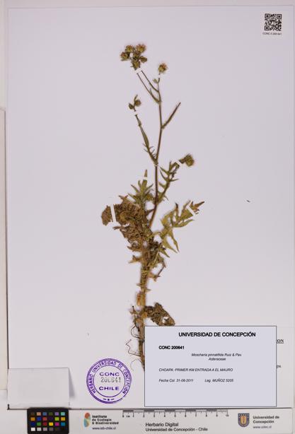 Moscharia pinnatifida [Espécimen: UDEC:CONC:0200641]