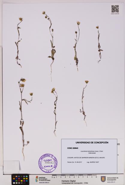Leucheria tomentosa [Espécimen: UDEC:CONC:0200643]