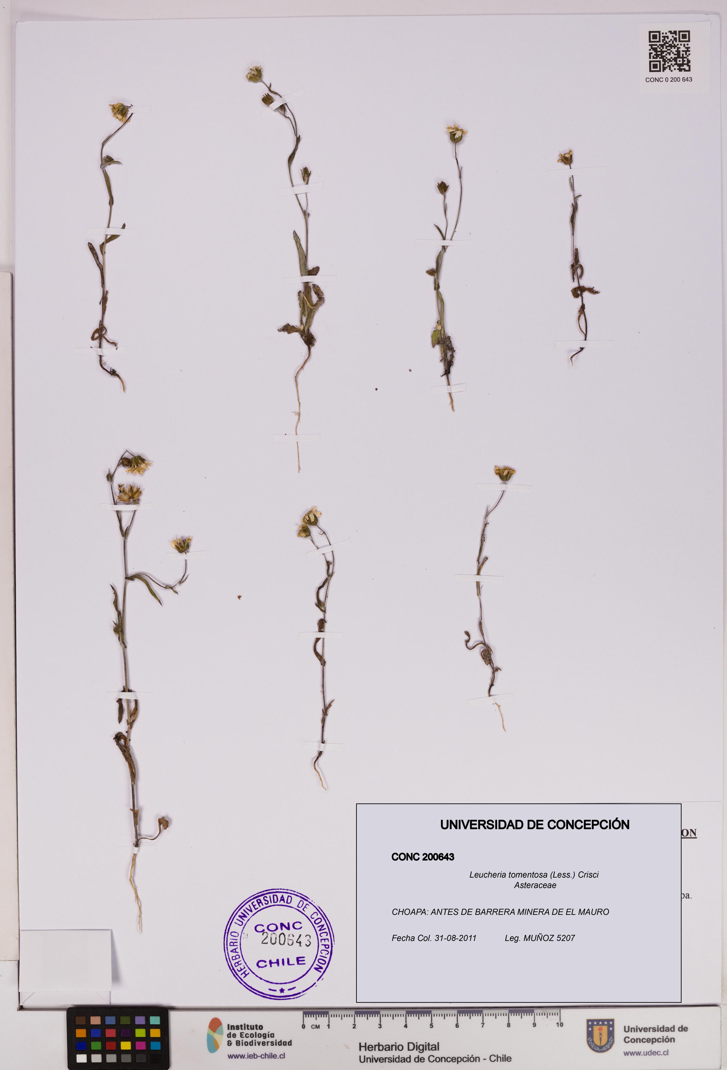 Leucheria tomentosa [Espécimen: UDEC:CONC:0200643]