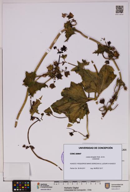 Loasa elongata [Espécimen: UDEC:CONC:0200647]