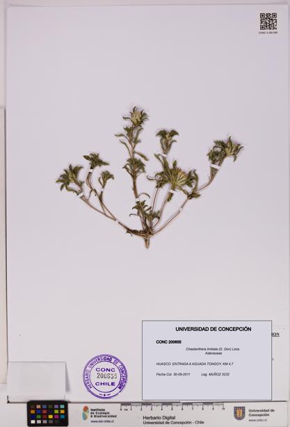 Chaetanthera limbata [Espécimen: UDEC:CONC:0200655]