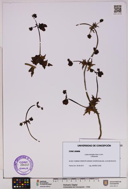 Loasa elongata [Espécimen: UDEC:CONC:0200658]