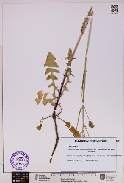 Crepis vesicaria [Espécimen: UDEC:CONC:0200663]