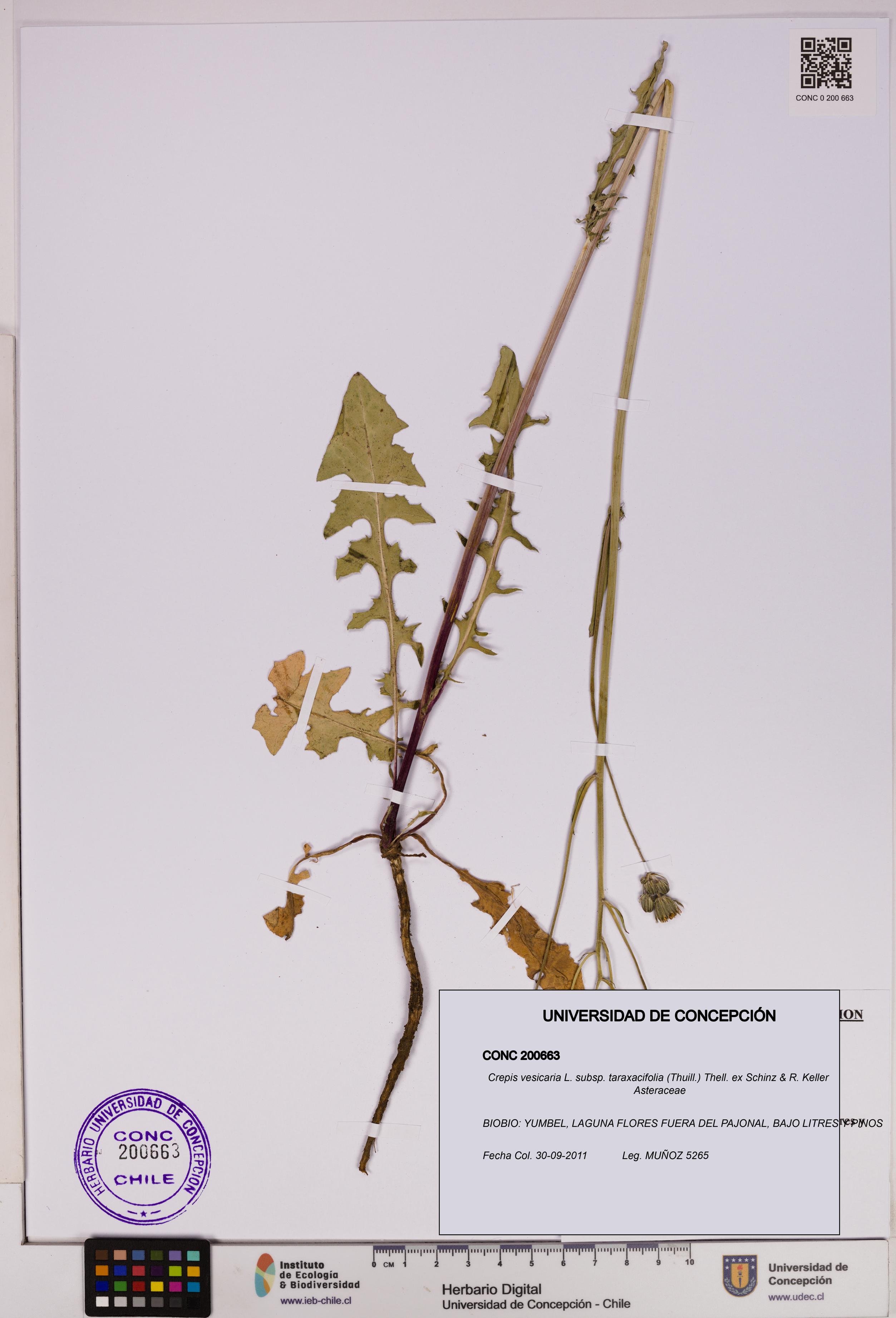 Crepis vesicaria [Espécimen: UDEC:CONC:0200663]