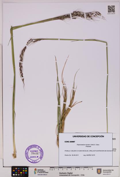 Piptochaetium bicolor [Espécimen: UDEC:CONC:0200667]