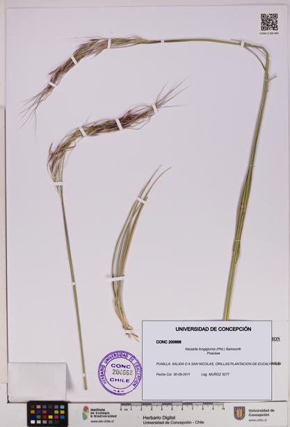 Nassella longiglumis [Espécimen: UDEC:CONC:0200668]