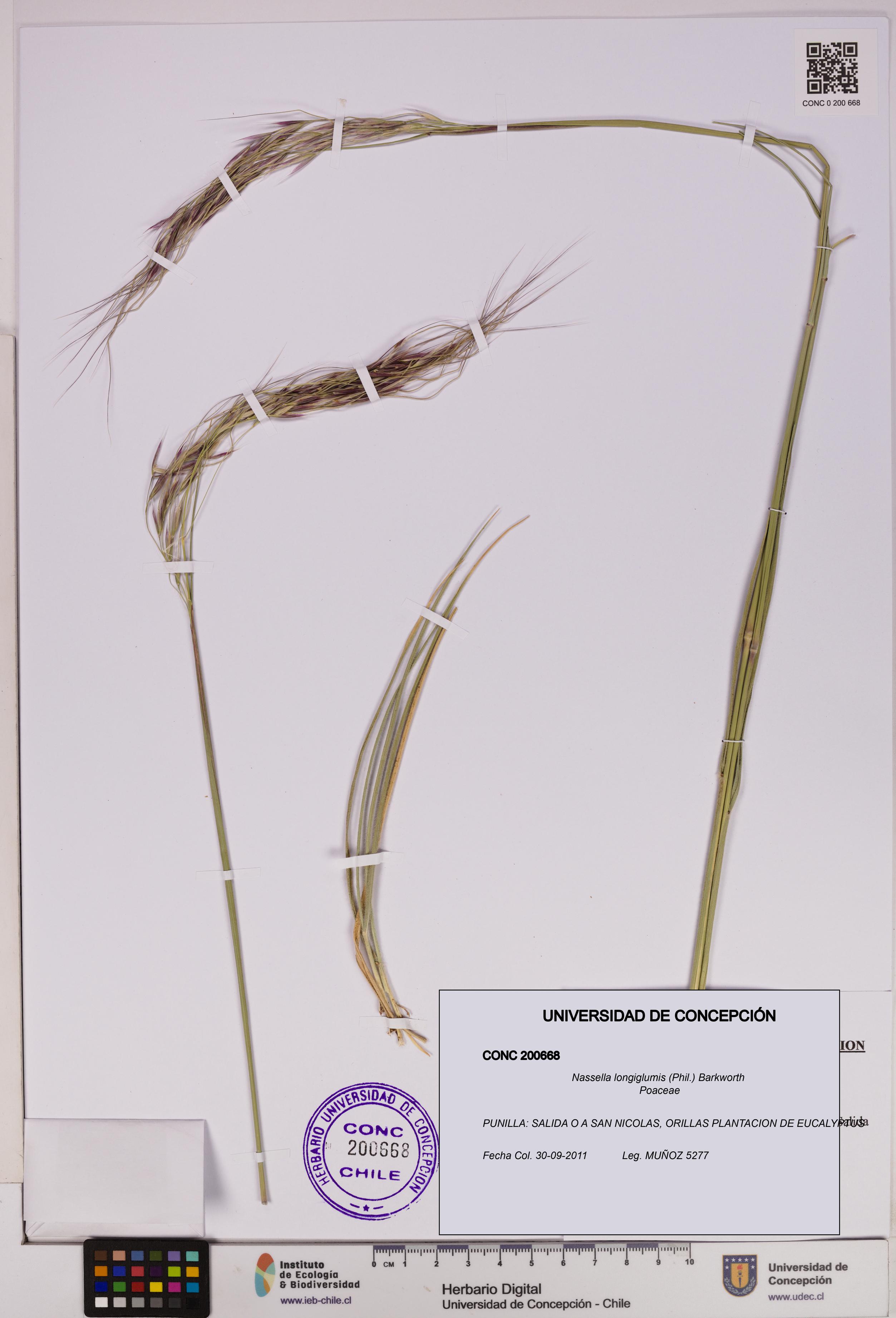 Nassella longiglumis [Espécimen: UDEC:CONC:0200668]