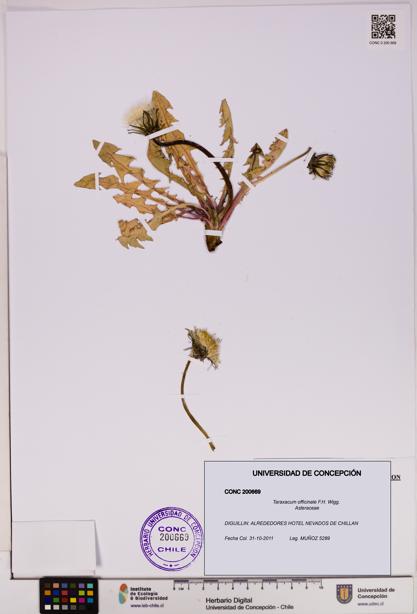 Taraxacum officinale [Espécimen: UDEC:CONC:0200669]