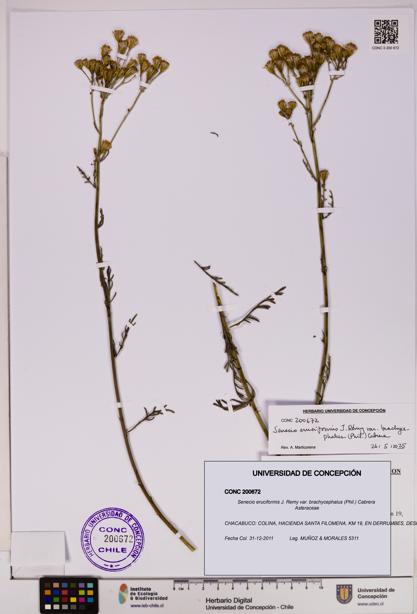 Senecio eruciformis var. brachycephalus [Espécimen: UDEC:CONC:0200672]