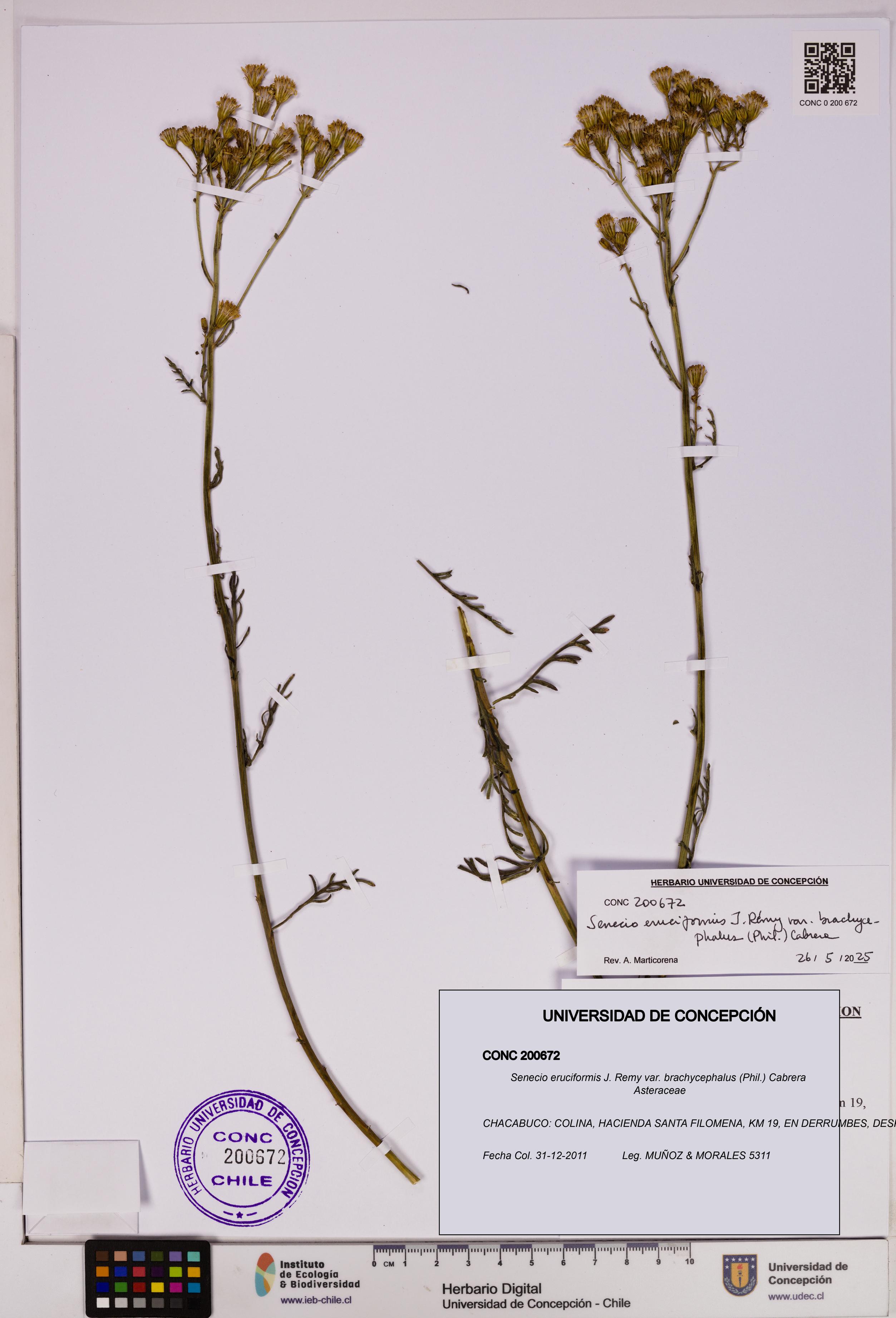 Senecio eruciformis var. brachycephalus [Espécimen: UDEC:CONC:0200672]