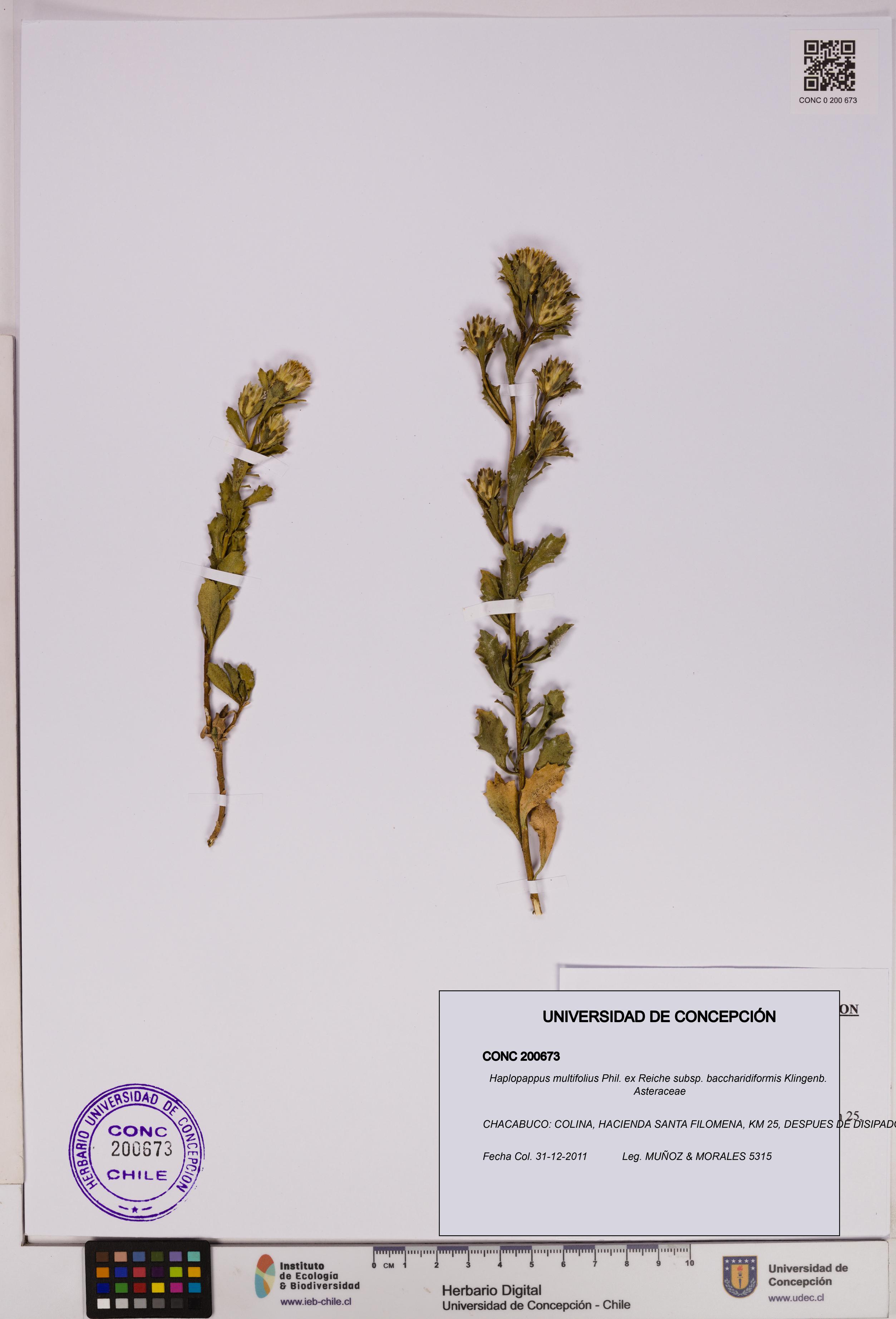 Haplopappus multifolius [Espécimen: UDEC:CONC:0200673]