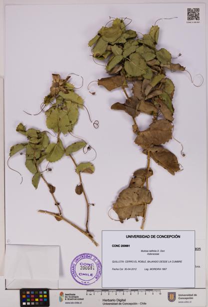 Mutisia latifolia [Espécimen: UDEC:CONC:0200681]