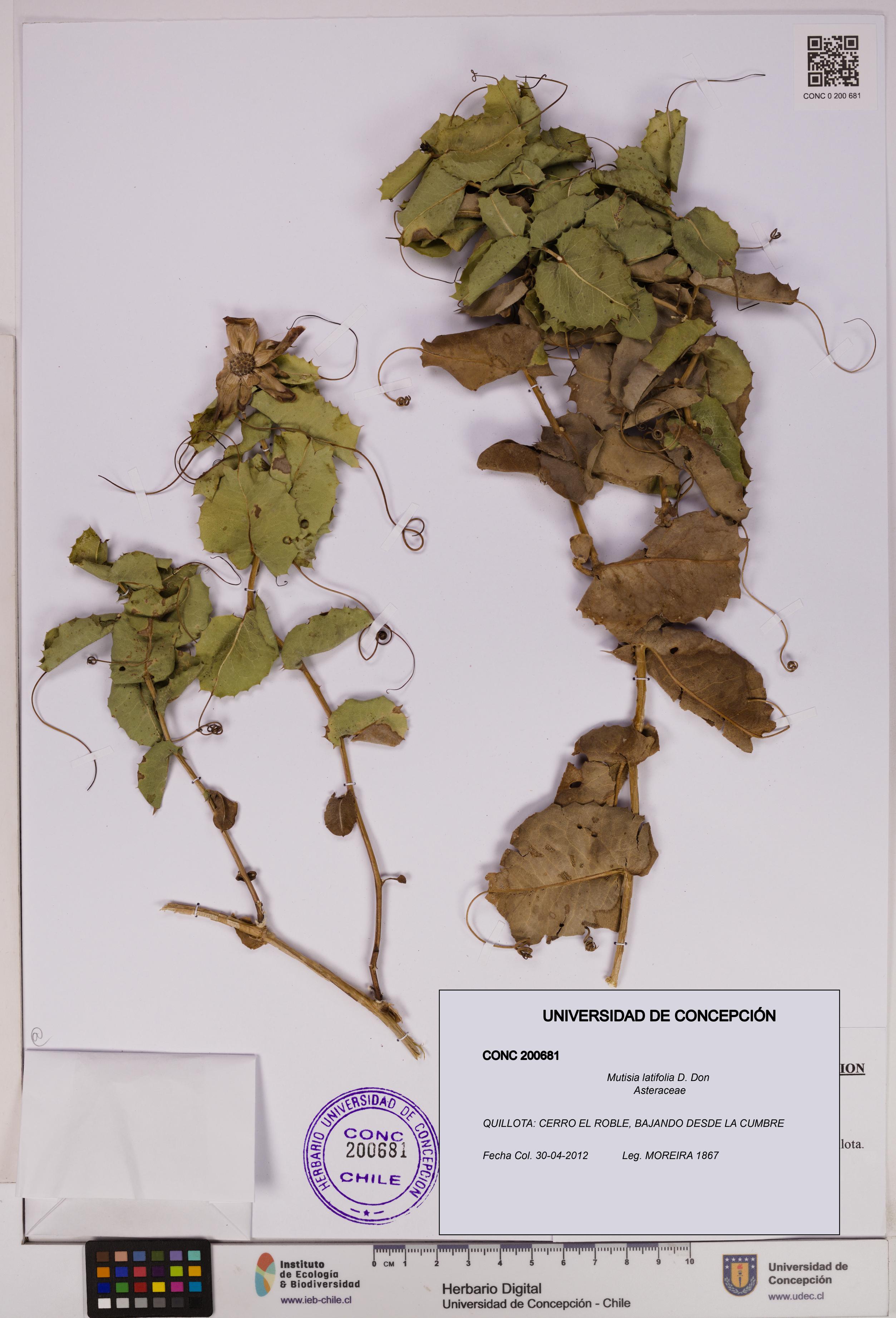 Mutisia latifolia [Espécimen: UDEC:CONC:0200681]