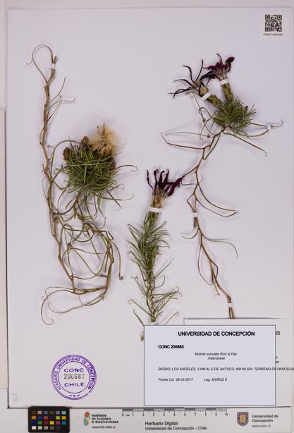 Mutisia subulata [Espécimen: UDEC:CONC:0200683]