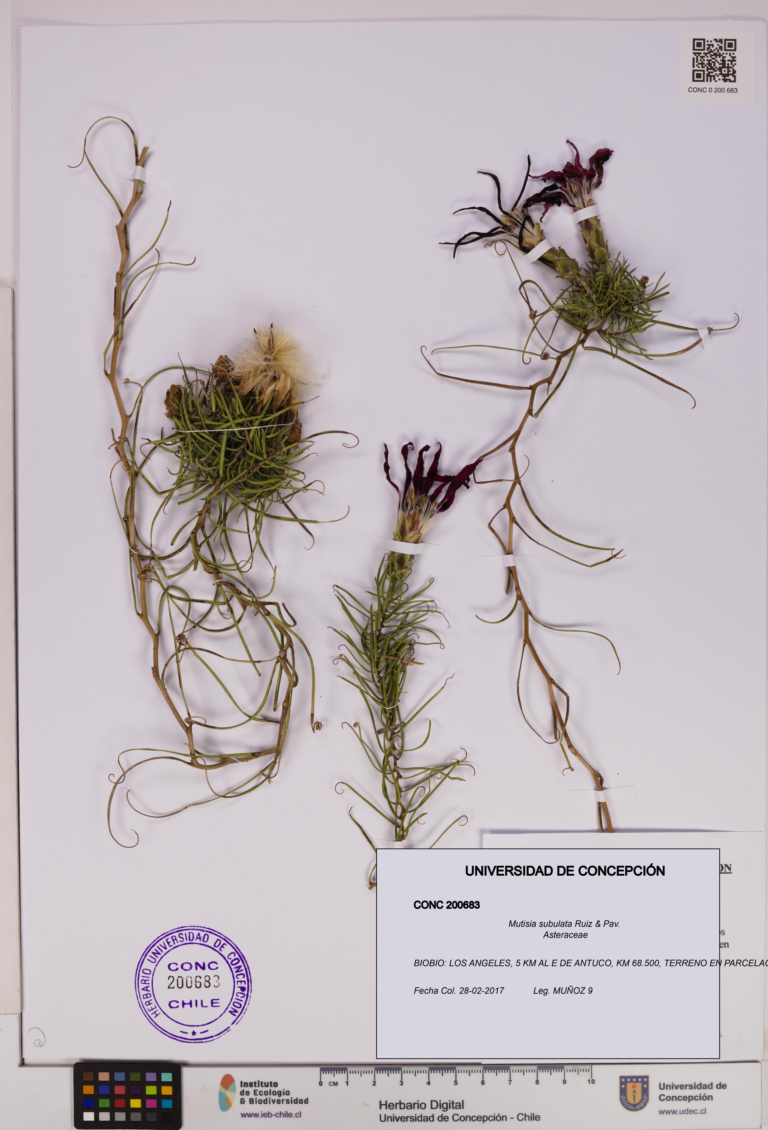 Mutisia subulata [Espécimen: UDEC:CONC:0200683]