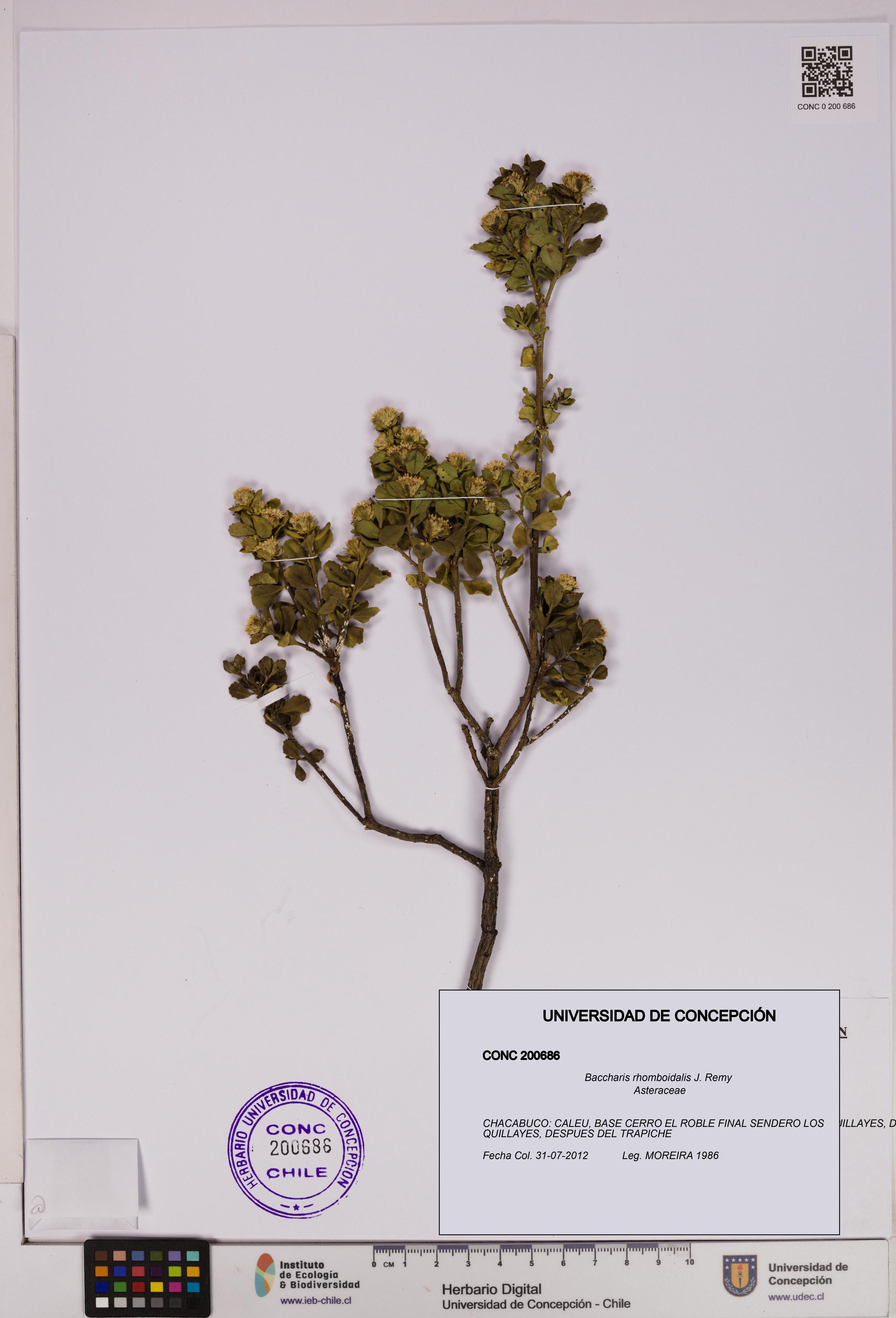 Baccharis rhomboidalis [Espécimen: UDEC:CONC:0200686]