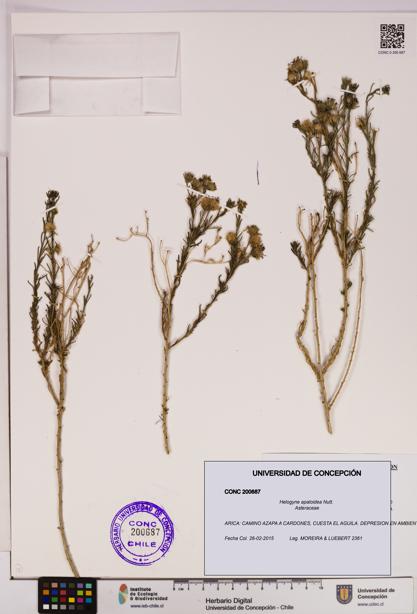 Helogyne apaloidea [Espécimen: UDEC:CONC:0200687]