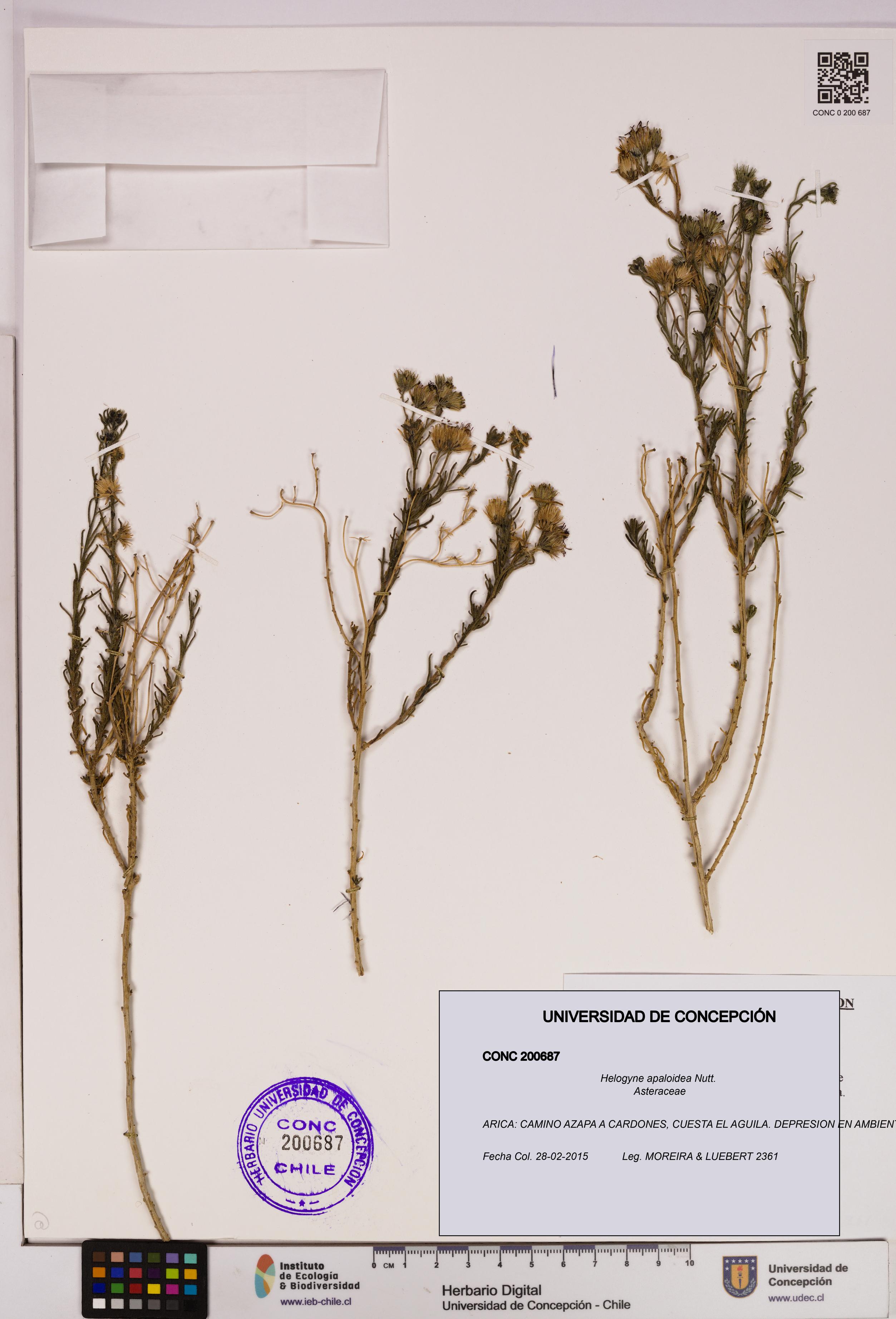 Helogyne apaloidea [Espécimen: UDEC:CONC:0200687]