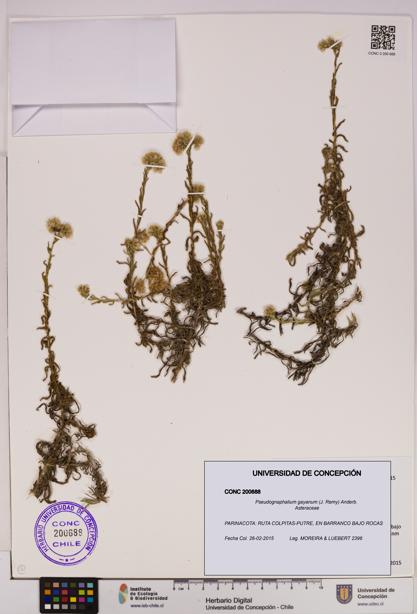 Pseudognaphalium gayanum [Espécimen: UDEC:CONC:0200688]