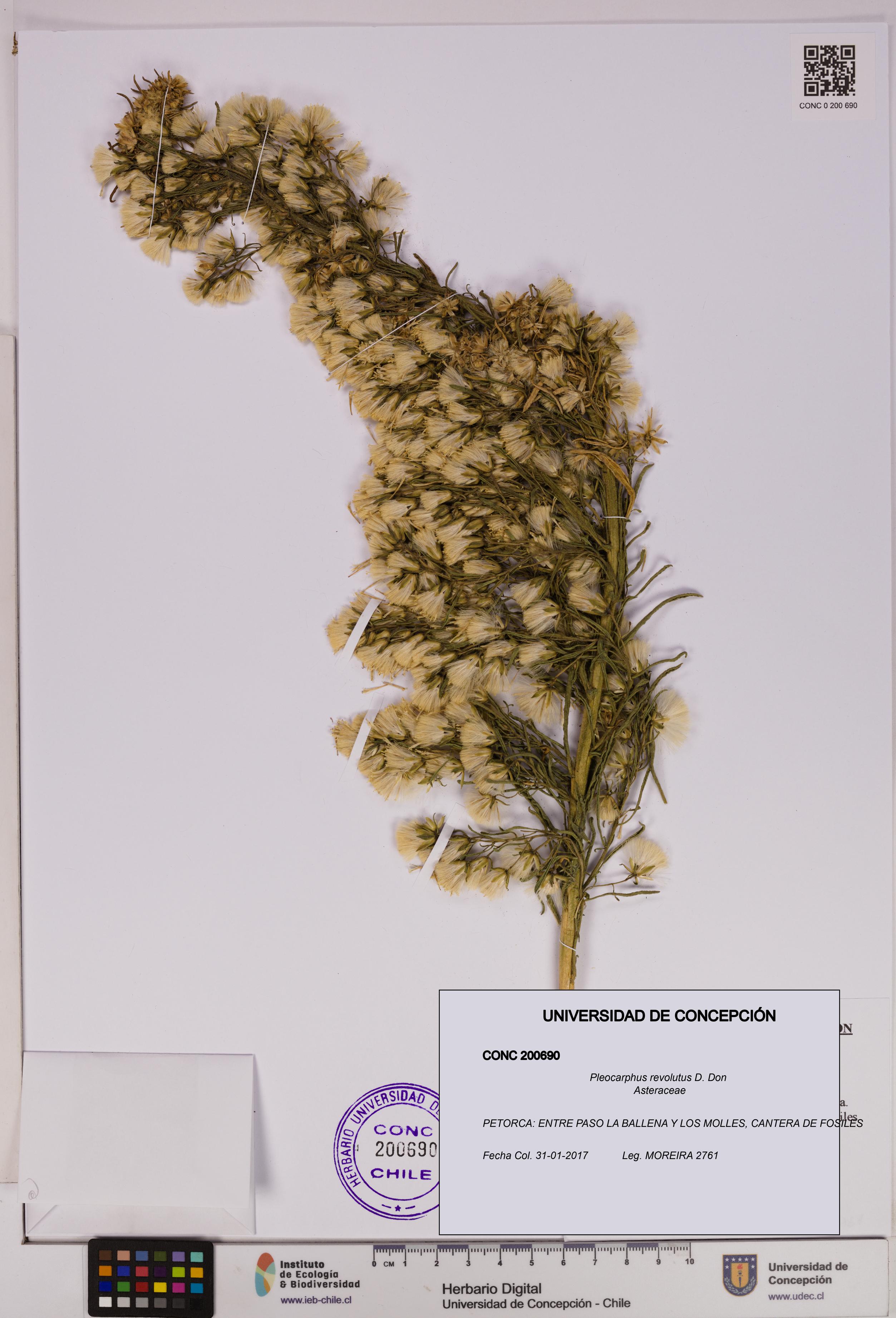 Pleocarphus revolutus [Espécimen: UDEC:CONC:0200690]