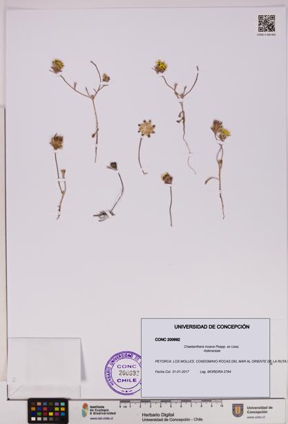 Chaetanthera incana [Espécimen: UDEC:CONC:0200692]
