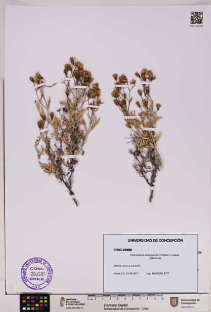 Chersodoma arequipensis [Espécimen: UDEC:CONC:0200695]