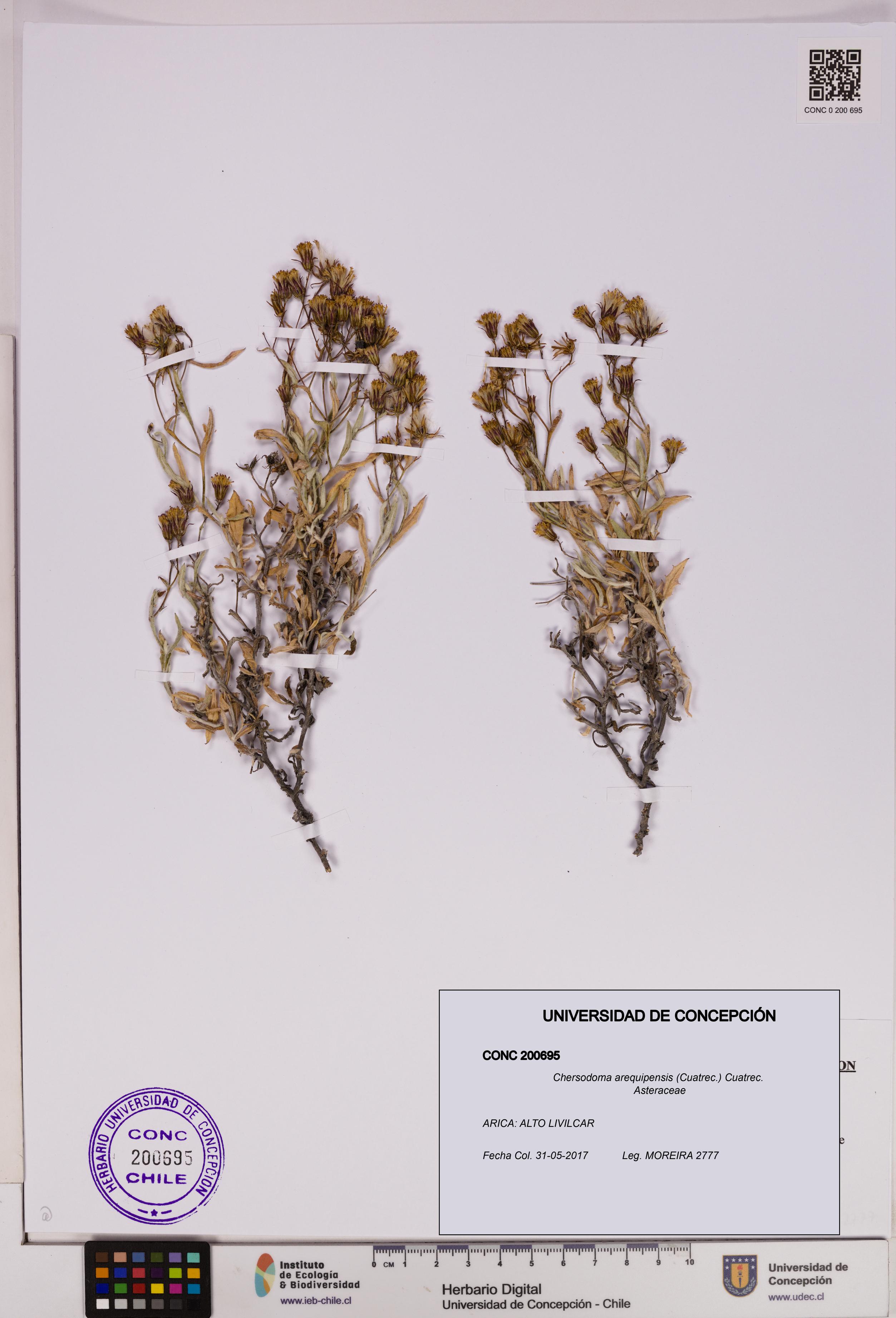 Chersodoma arequipensis [Espécimen: UDEC:CONC:0200695]