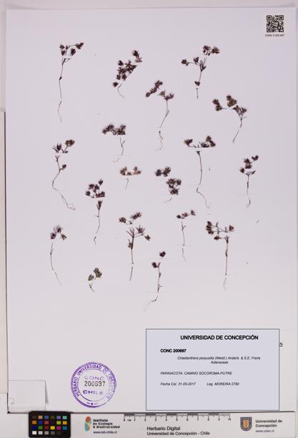 Chaetanthera perpusilla [Espécimen: UDEC:CONC:0200697]