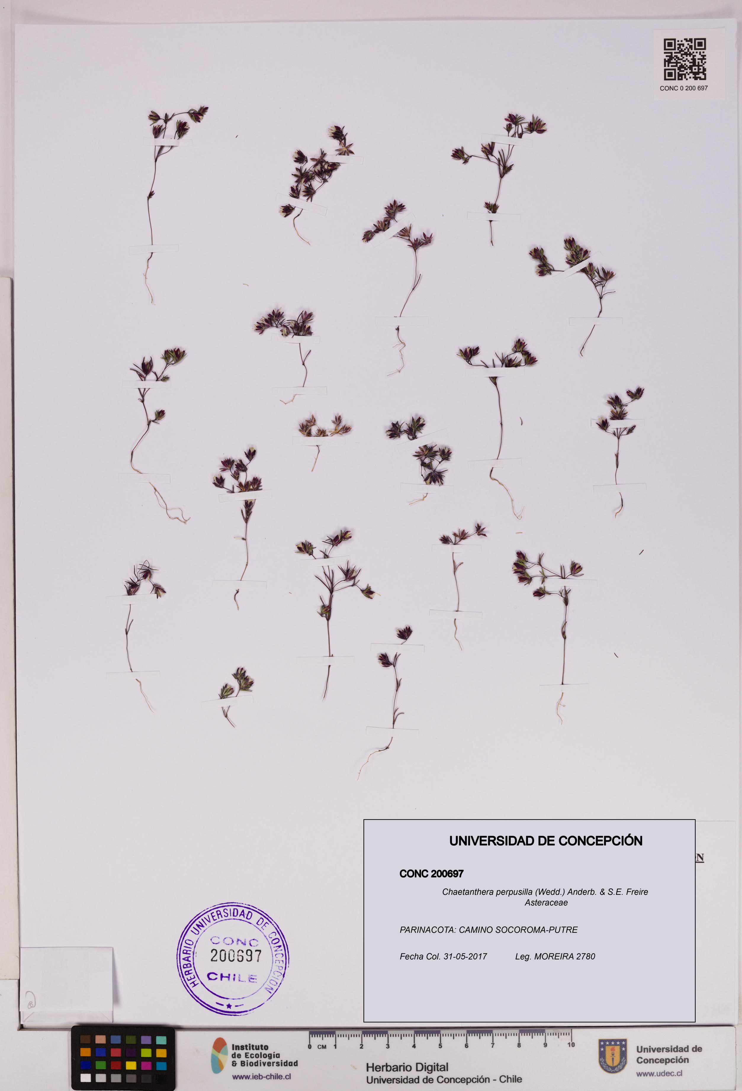 Chaetanthera perpusilla [Espécimen: UDEC:CONC:0200697]