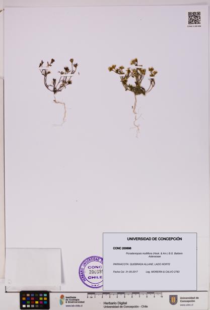 Picradeniopsis multiflora [Espécimen: ]