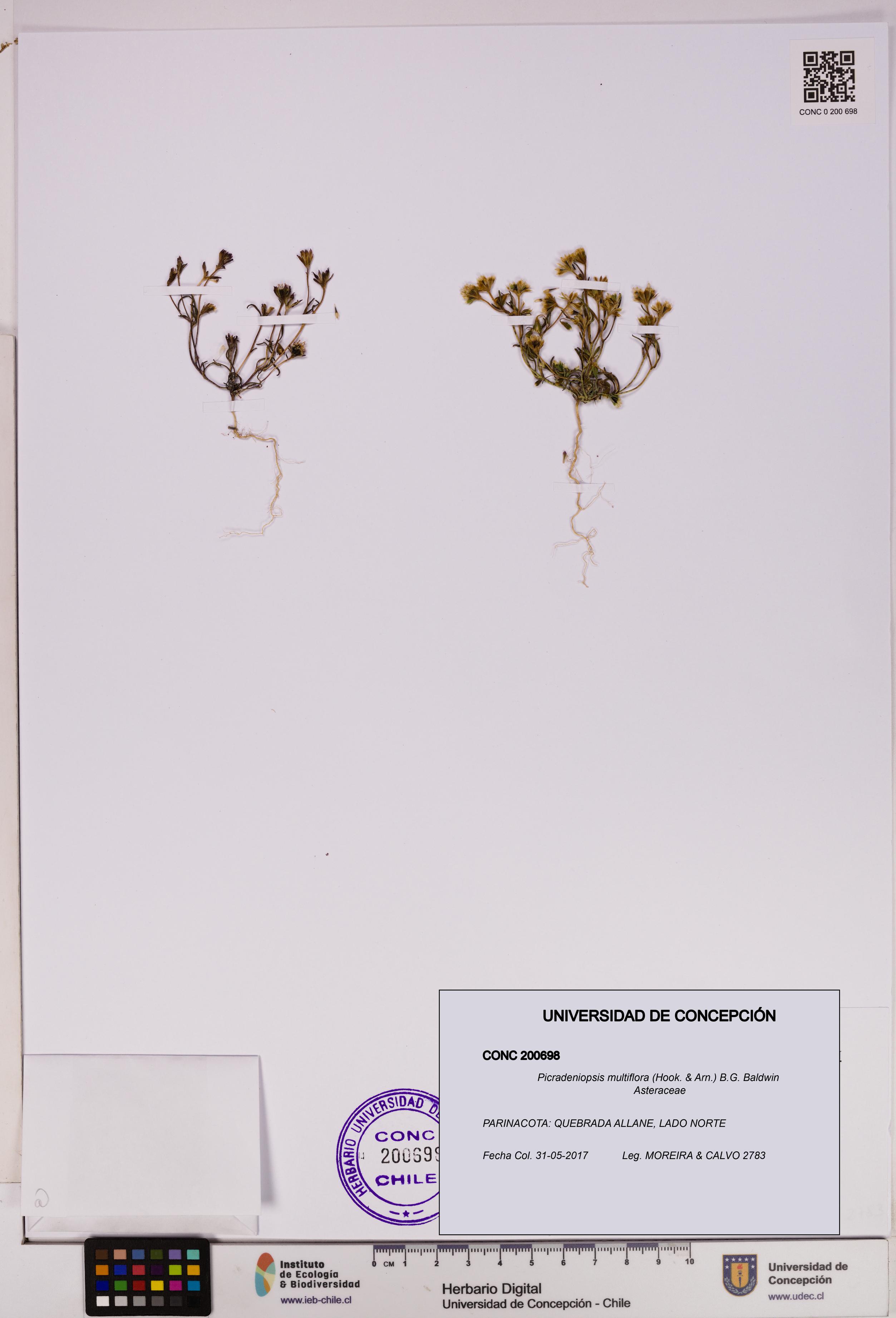 Picradeniopsis multiflora [Espécimen: ]