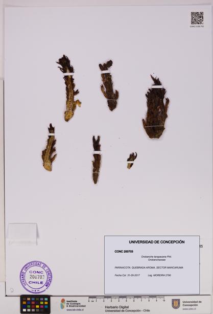 Orobanche tarapacana [Espécimen: UDEC:CONC:0200703]
