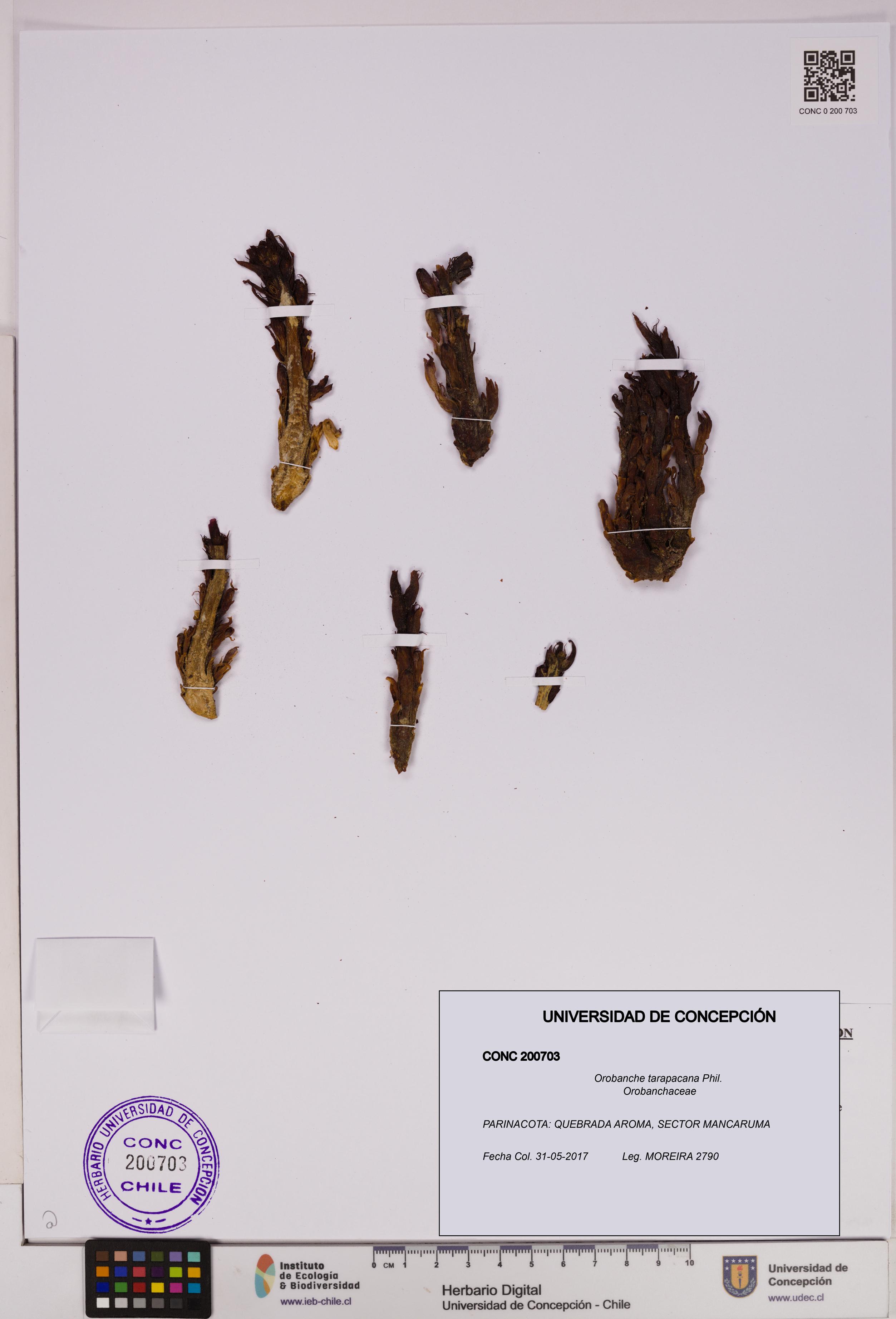 Orobanche tarapacana [Espécimen: UDEC:CONC:0200703]
