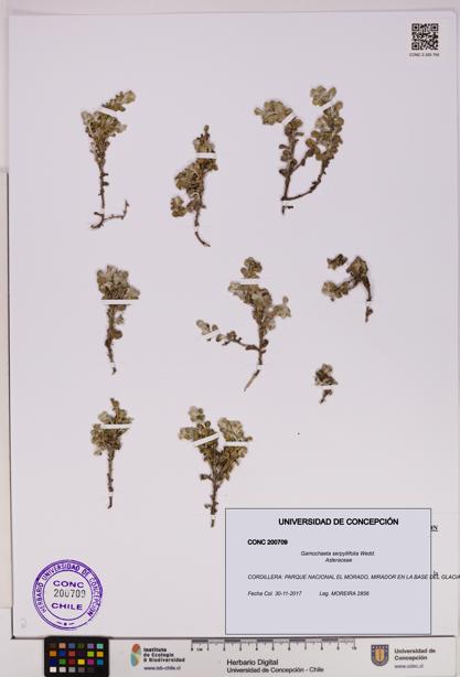 Gamochaeta serpyllifolia [Espécimen: UDEC:CONC:0200709]